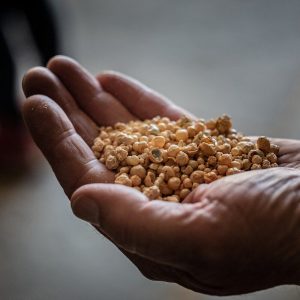 Fused Calcia Stabilized Zirconium Oxide (Fused Calcia Stabilized Zirconia)